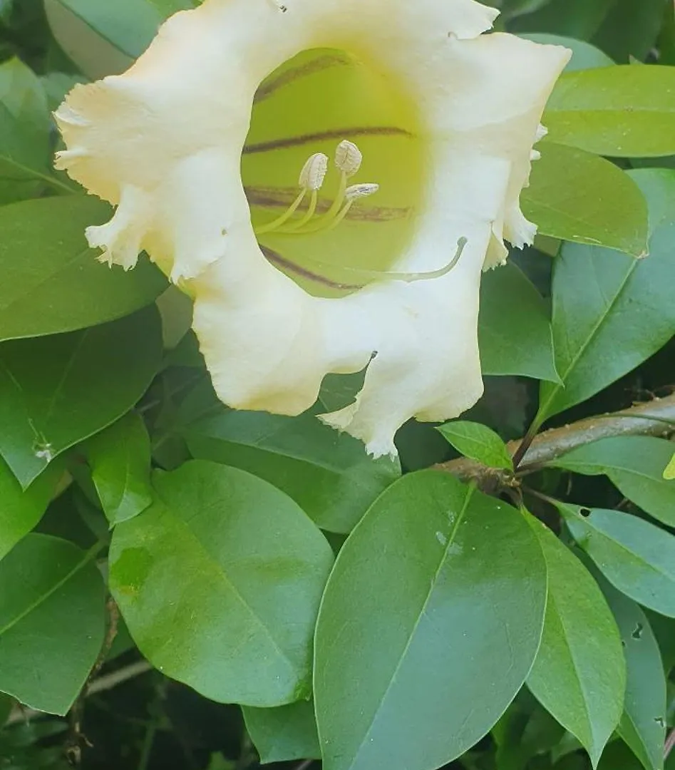 홈스테이 Kokojo Villa 블랙 리버 자메이카